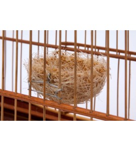 NINHO DESMANCHA/ESQUENTA     AGROCRUZ