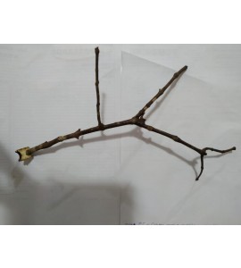 Poleiro de Galho pra Pássaros 