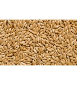 Alpiste Canadense - 500gr