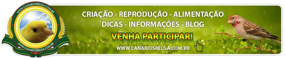 Portal Canários Belga